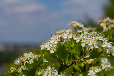 White Crataegus flowers close up in sunlight.