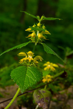 Yellow archangel plant Lamium galeobdolon with flowers and green leaves with white stripes, growing...