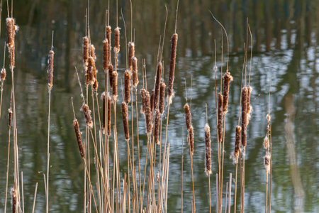 Swamp cattails Typha angustifolia Broadleaf brown flowers in spring season. Rush on a swamp, near a...