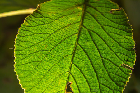 Green leaves background. Green leaves color tone dark in the morning.