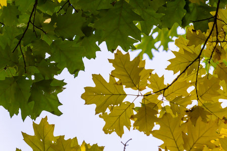 yellowed maple leaves on a blue sky background in autumn on a sunny day.