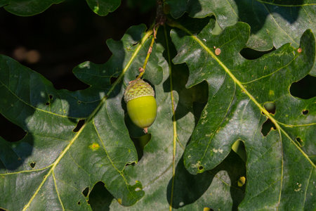 Oak branch with green leaves and acorns on a sunny day. Oak tree in summer. Blurred leaf background....