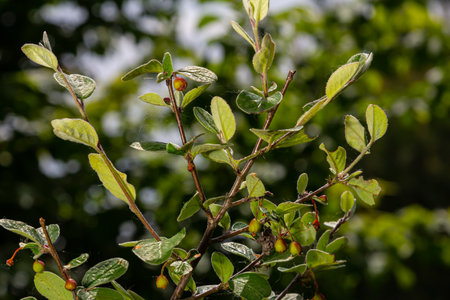 Cotoneaster procumbens. Cotoneaster bush plant with ripe red berries.