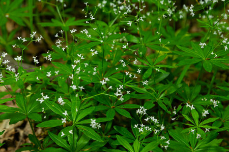 White woodruff flowers. Flowering plant close-up. Galium odoratum.の写真素材