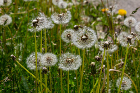 Dandelion flower in the meadow on a background of green grass. Dandelion seed head, close-up.