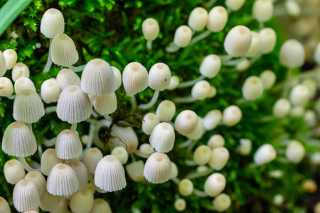 Mycena epipterygia is a species of fungus in the family Mycenaceae of mushrooms commonly found in...