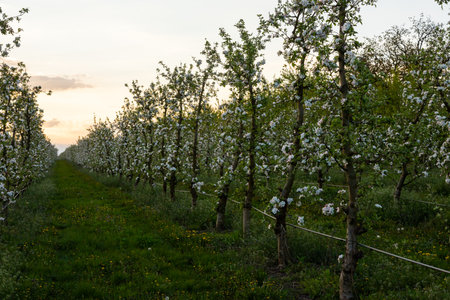 apple trees in the spring in the orchard, young apple trees on a plantation in the countryside.の写真素材