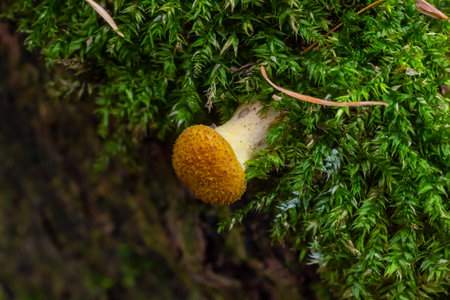 Mushrooms of honey mushrooms close -up on a dark background grow in the forest.