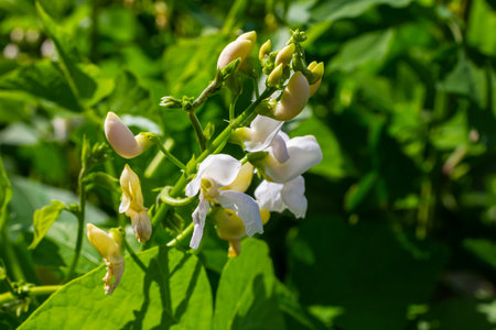 Beautiful flowers of Runner Bean Plant Phaseolus coccineus growing in the garden.