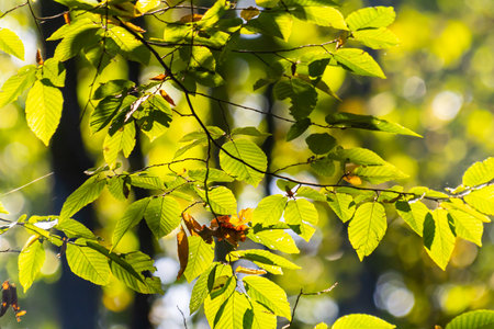 Beautiful, harmonious forest detail, with hornbeam leaves.