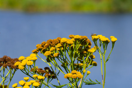 Tansy is a perennial herbaceous flowering plant used in folk medicine.の写真素材