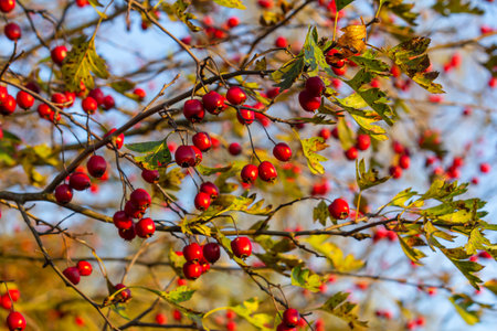 A detailed macro shot capturing the vibrant red hawthorn berries in their autumn splendor. These ripe berries are not only beautiful but also have medicinal properties.の写真素材