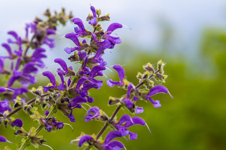 Salvia pratensis, the meadow clary or meadow sage, is a species of flowering plant in the family...