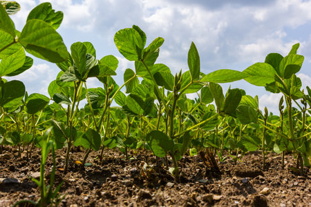 A tender sprout of a soybean agricultural plant in a field grows in a row with other sprouts. Selective focus. Soft focus.の写真素材