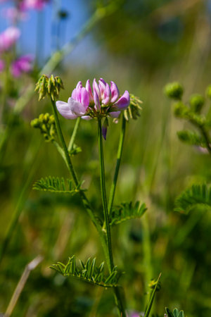 the flowers of Securigera varia - crownvetch, purple crown vetch.の写真素材