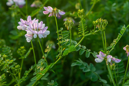 the flowers of Securigera varia - crownvetch, purple crown vetch.