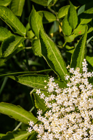 Flower buds and flowers of the Black Elder in spring, Sambucus nigra.