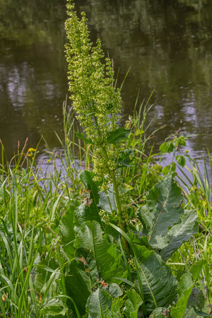 Part of a sorrel bush Rumex confertus growing in the wild with dry seeds on the stem.