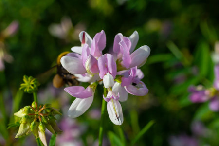 the flowers of Securigera varia - crownvetch, purple crown vetch.の写真素材
