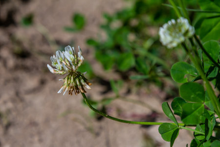 White clover flowers among the grass. Trifolium repens.の写真素材