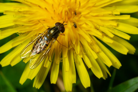 Marmalade hoverfly, Episyrphus balteatus, posed on a yellow flower.