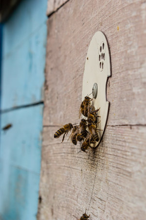 Group of bees near a beehive, in flight. Wooden beehive and bees. Bees fly out and fly into the...
