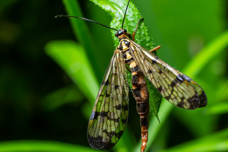 Closeup on a German scorpionfly, Panorpa germanica sitting on a green leaf.