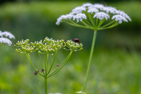 white inflorescence and green leaves of Aethusa cynapium plant.