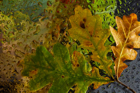 abstract background fall, glass drops autumn yellow leaves wet October weather.