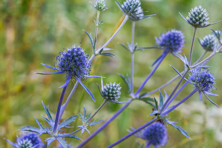 Eryngium Planum Or Blue Sea Holly - Flower Growing On Meadow. Wild Herb Plants.の写真素材