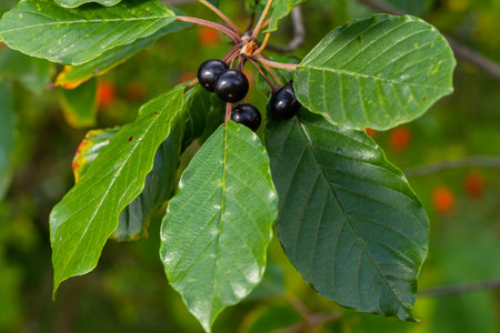 Leaves and fruits of the medicinal shrub Frangula alnus, Rhamnus frangula with poisonous black and red berries closeup.の写真素材