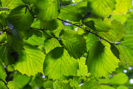 Fresh green Hazel leaves close up on branch of tree in spring with translucent structures against blurred background. natural background.の写真素材