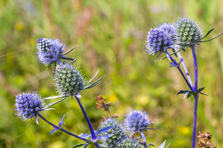Eryngium Planum Or Blue Sea Holly - Flower Growing On Meadow. Wild Herb Plants.の写真素材