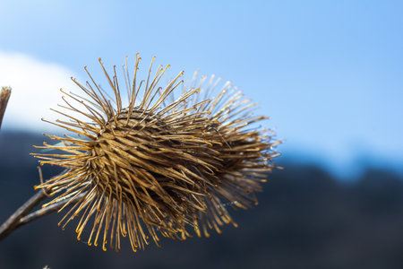 The fruits of Arctium lappa greater burdock, close-up of a plant with pointed spines in sunlight.の写真素材