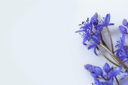 Beautiful blue flowers snowdrops Scilla bifolia alpine squill, two-leaf squill on a white background with space for text. Spring decoration.の写真素材