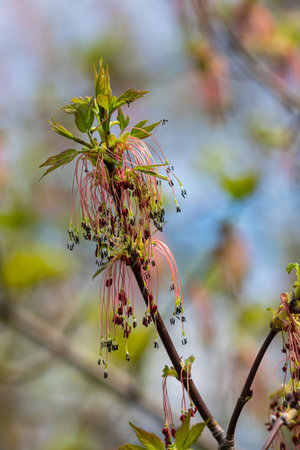 The ash-leaved maple Acer negundo flowers in early spring, sunny day and natural environment, blurred background.の写真素材