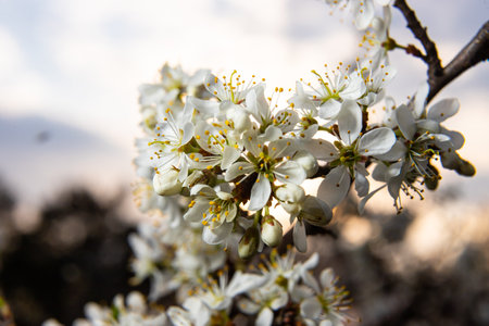 Prunus spinosa, Sloe white flowers in spring. Wild plant from the Rosaceae family witch produces edible berries in late autumn.の写真素材