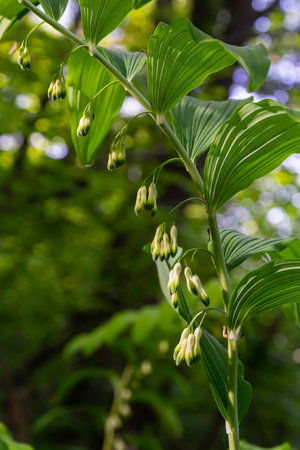Polygonatum multiflorum, the Solomon's seal, David's harp, ladder-to-heaven or Eurasian Solomon's seal, is a species of flowering plant in the family Asparagaceae.の写真素材