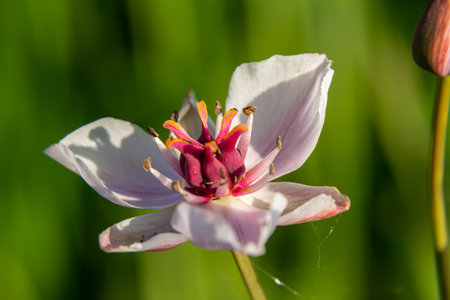 Photo butomus umbellatus flower, macro photo, summer spring, botany, background pink.の写真素材