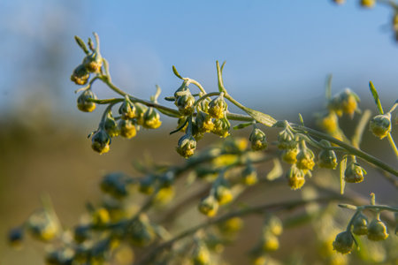Bitter wormwood Artemisia absinthium bush grows in the wild.の写真素材