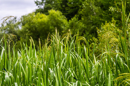 On the banks of the river and in the water, the forage grain Glyceria maxima grows.の写真素材