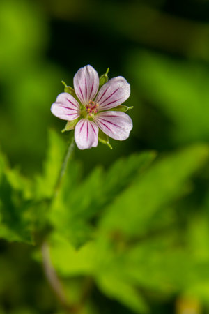 Siberian geranium Geranium sibiricum grows in summer in the wild.の写真素材