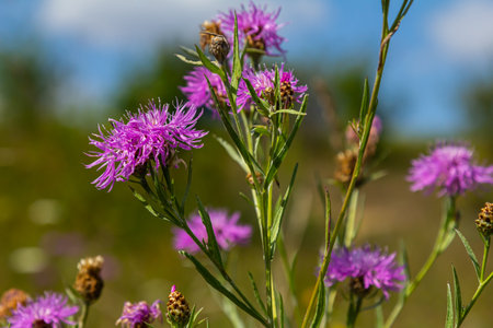 Blooming meadow knapweed, Centaurea jacea, on the meadow.