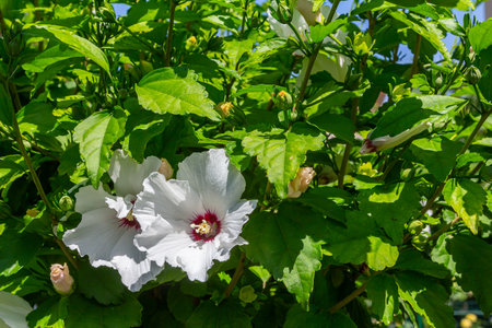 Two tender flowers of hibiscus syriacus Manuela in a sunny summer day.の写真素材