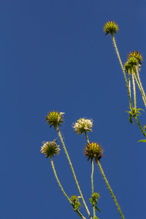 Dipsacus pilosus, Small Teasel. Wild plant shot in summer.の写真素材