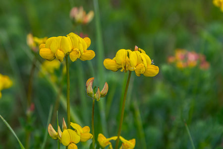 Close up of birds foot trefoil lotus corniculatus flowers in bloom. Beautiful yellow floral...