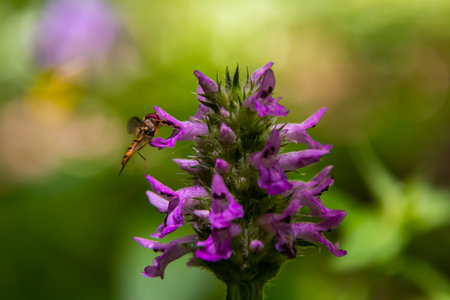 Betonica officinalis Stachys officinalis, commonly known as common hedgenettle, betony, wood betony,...