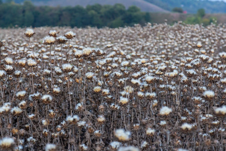 Milk thistle seed head - Latin name - Silybum marianum.の写真素材