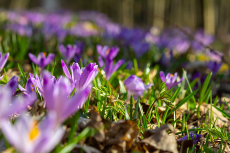 Close up detail with a Crocus heuffelianus or Crocus vernus spring giant crocus. purple flower...