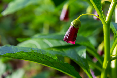 Scopolia carniolica, the European scopolia or henbane bell, is a poisonous plant belonging to the family Solanaceae.の写真素材